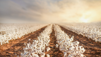 ORGANIC COTTON FARMING