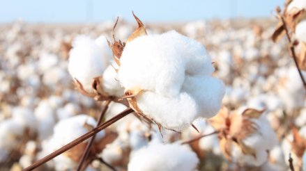 5 Reasons Organic Cotton Underwear is the Best for Skin Health 👩⚕️🌿