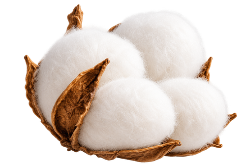 100% Organic Cotton