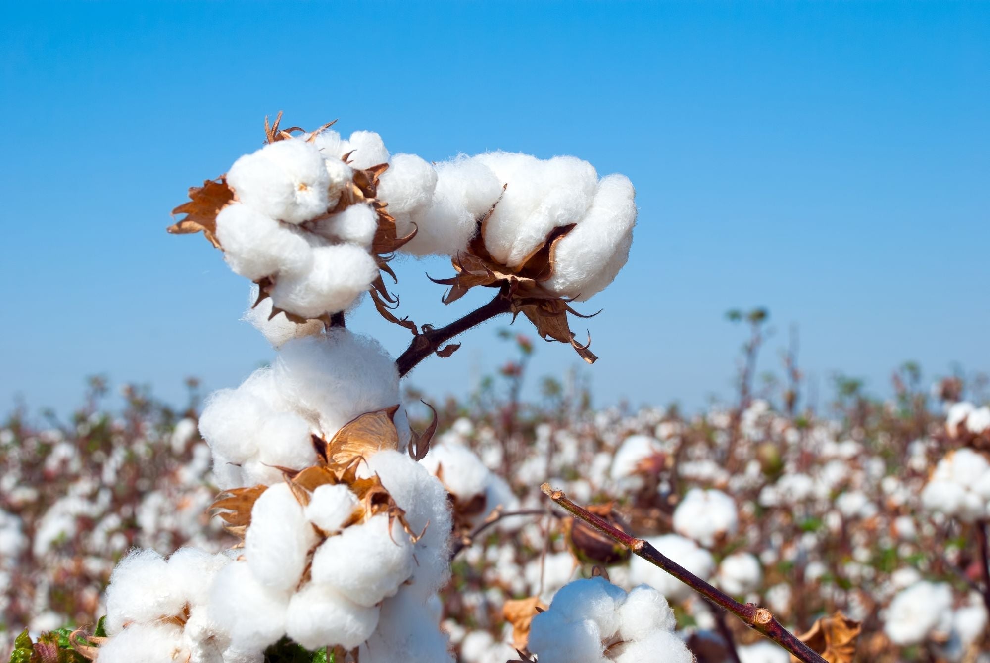 Organic cotton fabric texture close-up – breathable and hypoallergenic material
