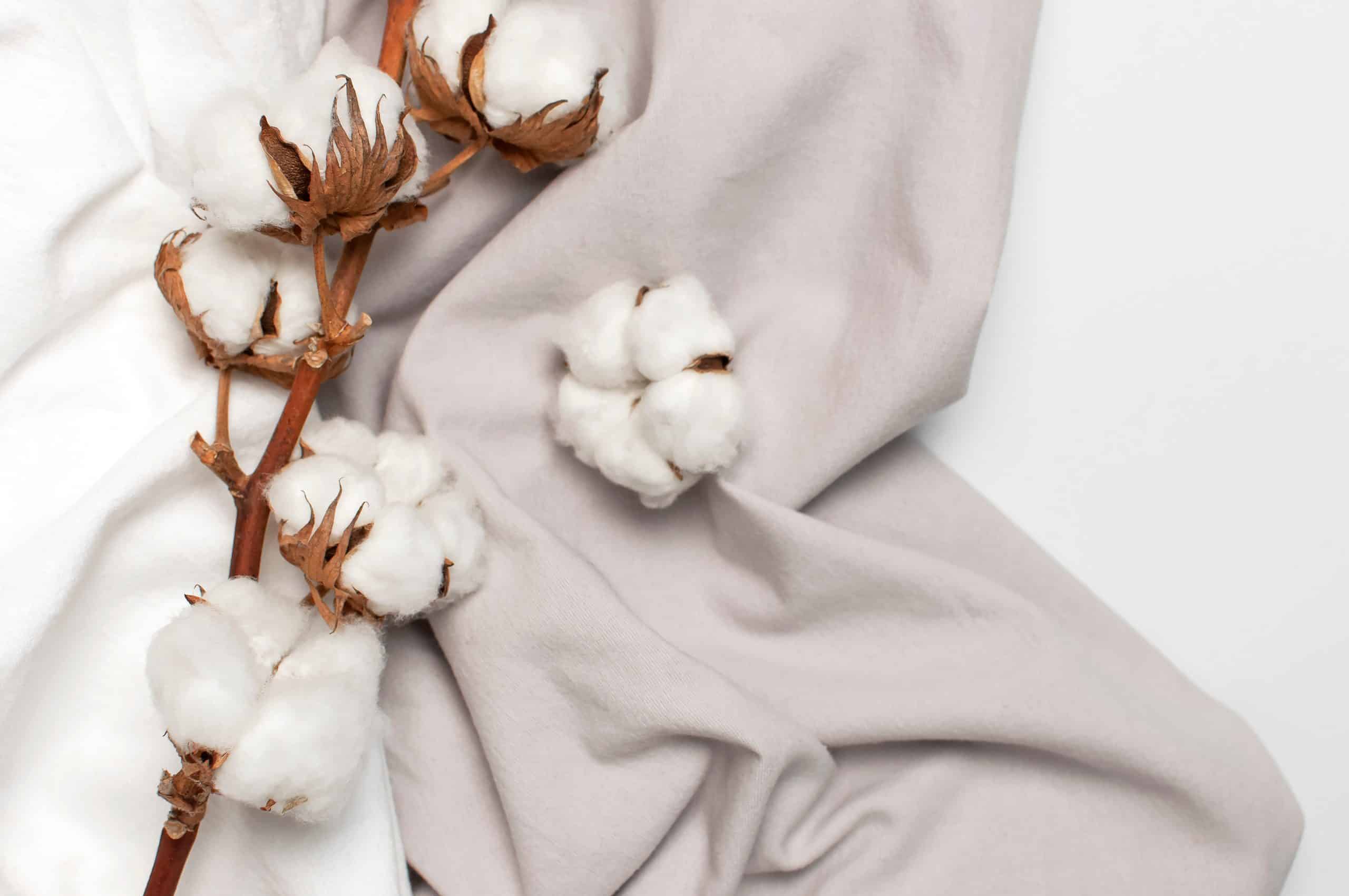 Cotton bulbs on top of a  Cotton fabric