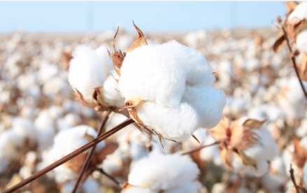 5 Reasons Organic Cotton Underwear is the Best for Skin Health 👩‍⚕️🌿